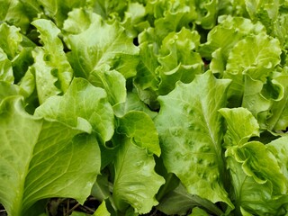 Freshly picked salad greens tend to be tastier than regular salad greens.