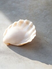 Close-up of a white seashell lying on a concrete surface. the shell is in the shape of a scallop and has a smooth, curved surface with ridges and grooves.