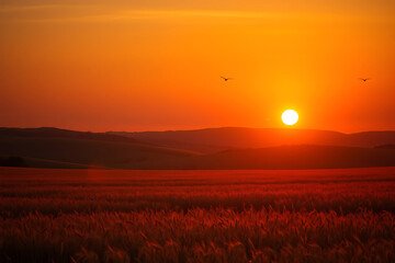 Sunset over a golden wheat field stock-image, with soft, warm light casting long shadows across rolling hills, and a few birds soaring through the sky, creating a peaceful and serene rural landscape.
