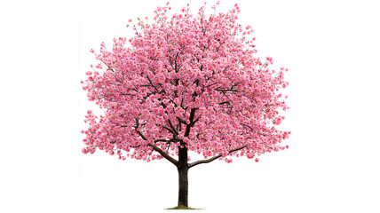 Obraz premium Cherry blossom tree, PNG clipart with transparent background (3)