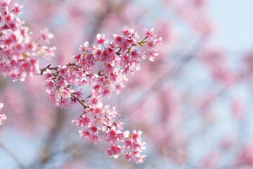 soft focus cherry blossom and tiger lily, pink and white flower background.	