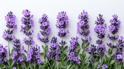 Naklejka premium Lavender flowers are arranged on white, evoking tranquility.