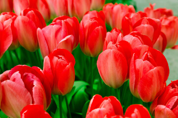 Fototapeta premium closeup red tulips holiday background