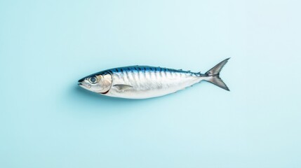Fototapeta premium Fresh mackerel fish on a light blue background