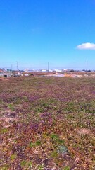 ホトケノザとナズナの咲く早春の休耕地の野原風景