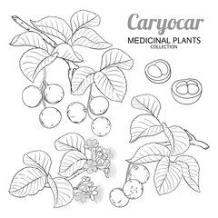 Caryocar Branch with Flowers, Nuts and Leaves Outline Illustration. Organic natural nutritional healthy food ingredient, vegetarian diet product. Vector isolated for design or decoration.