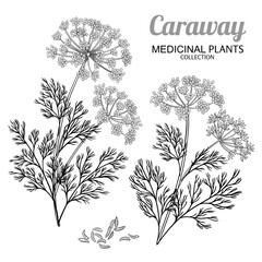 Caraway Plant with Flowers and Leaves Outline Illustration. Organic natural nutritional healthy food ingredient, vegetarian diet product. Vector isolated for design or decoration.