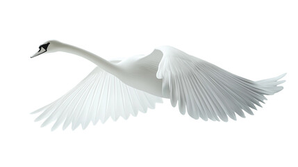Obraz premium Swan flies gracefully from the side, showcasing its elegance against a white background