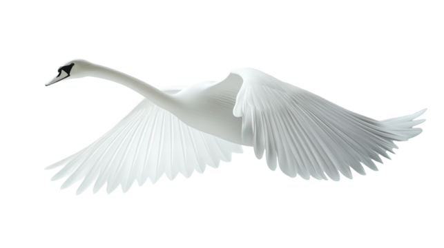 Swan flies gracefully from the side, showcasing its elegance against a white background