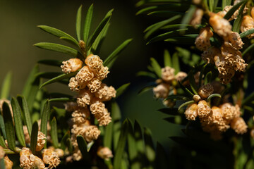 Cis pospolity kwitnienie - Taxus baccata  © meegi