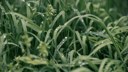 dew drops on fresh green grass