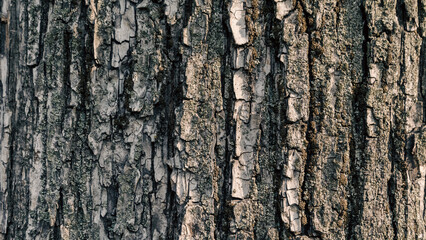 tree bark pattern in detail close up