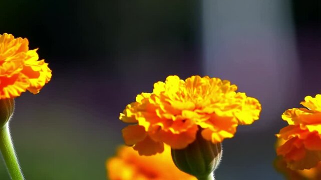 Close-Up of Vibrant Yellow Marigold Flowers in Sunlight