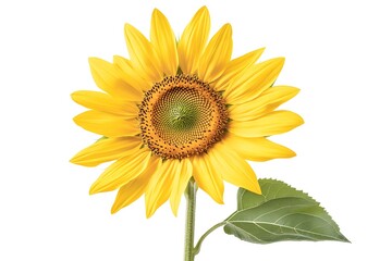 Fototapeta premium sunflower, Generative AI 
