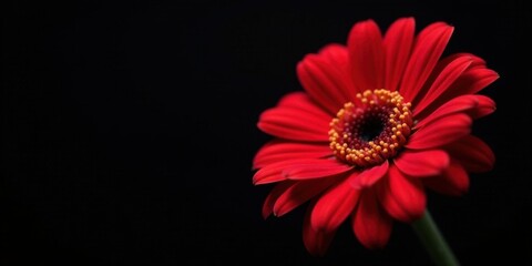 A Single Vibrant Red Flower Against a Dark Background, Showing Delicate Petals and a Striking Contrast