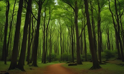 Obraz premium Lush Green Forest Path, Perfect for Nature-Themed Designs