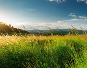 serenity in a grassy field relaxing nature scenery tall grass gently swaying peaceful outdoor landscape