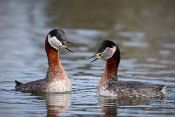 Red-necked grebe (Podiceps grisegena)
