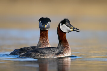 Red-necked grebe (Podiceps grisegena)