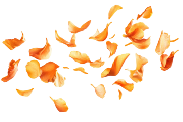 flying petals on transparent background