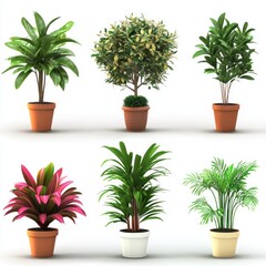Obraz premium Six potted plants, various foliage colors and textures, displayed against a white background