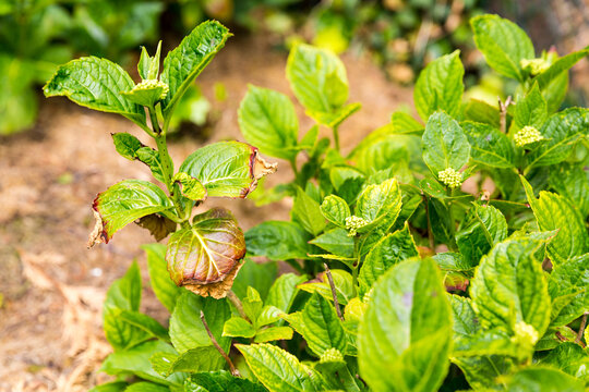 Close-up leave of hortensia infected by cercospora in garden