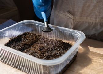 Woman hand watering planted seeds in pot. Fresh soil for self-growing seedlings. Ecology,...