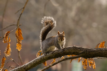 Grey squirell is watching