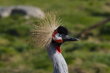 Grey crowned crane, head closeup