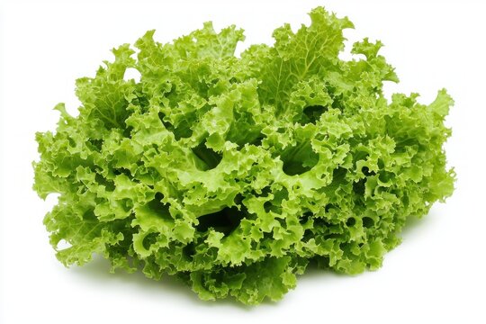 Vibrant green frisee lettuce on white backdrop culinary ingredient fresh produce healthy lifestyle diet food