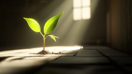 A small sprout emerges from soil, bathed in sunlight streaming through a window