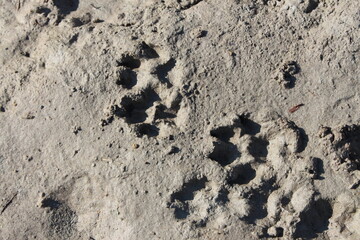 Clay with traces of dog or wolf paws