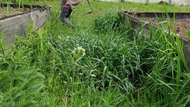 Womens legs in black rubber boots and garden trousers, walking with a hoe through the grass 