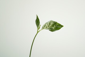 Fresh Green Plant Sprout Close Up on Bright Neutral Background Capturing New Life Minimalist Style