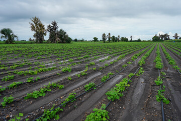 Obraz premium Row of cassava tree in field. Growing cassava, young shoots growing in farm.