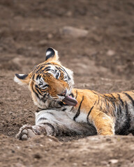 wild female bengal tiger or panthera tigris in action licking cleaning her body parts while resting in summer season safari during safari ranthambore national park forest tiger reserve rajasthan india