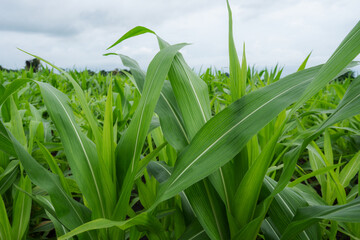 Obraz premium Green Maize Corn Field Plantation in Summer Agricultural Season. Close up of corn on the cob in a field.