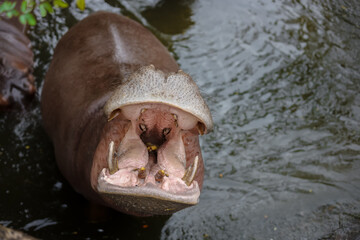 Hippopotamus with its mouth wide open at zoo