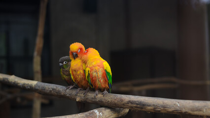 Cute parrot sitting on a branch