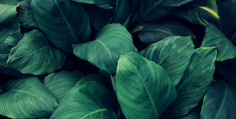 Obraz premium leaves of Spathiphyllum cannifolium, abstract green texture, nature background, tropical leaf.