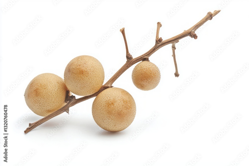 Poster elegant branch with beige spherical fruits against white backdrop featuring a crisp and clean botani