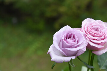 ピンクと紫のばら