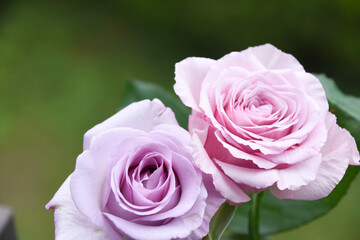 紫とピンクのばら