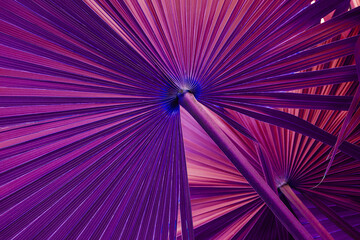 abstract purple palm leaf texture, dark green foliage nature background.