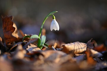 Spring background. Beautiful first spring flowers for the beginning of spring time and season....