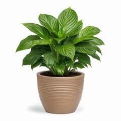 Fototapeta premium Vibrant Green Indoor Plant in Decorative Pot with Textured Design
