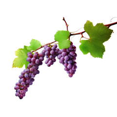 bunch of red grapes isolated on transparent background