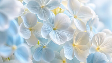 Obraz premium Delicate natural floral background in light blue and yellow pastel colors. Texture of Hydrangea flowers in nature with soft focus, macro.