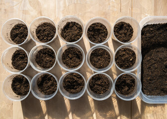 Plants growing from seeds in pots, home grown. Top view of young green sprouts. Cozy home gardening...
