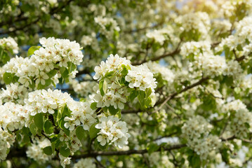 Beautiful blossoming pear tree outdoors on sunny day, closeup